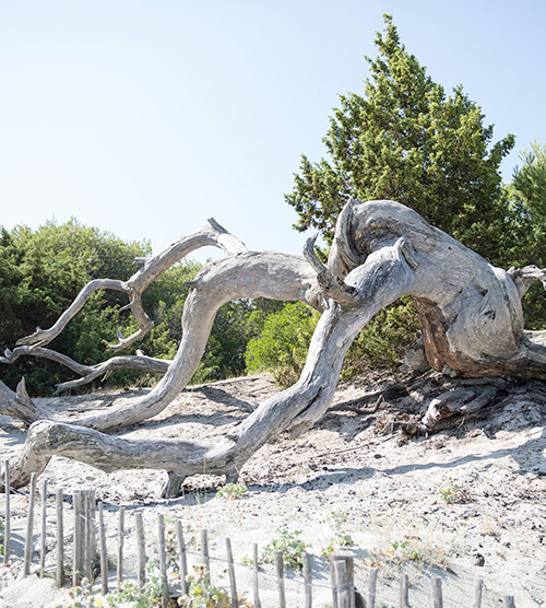 Vieil arbre majestueux sur une plage de sable encadrée par une forêt, illuminé par la lumière du soleil et baigné par le bruit apaisant des vagues.