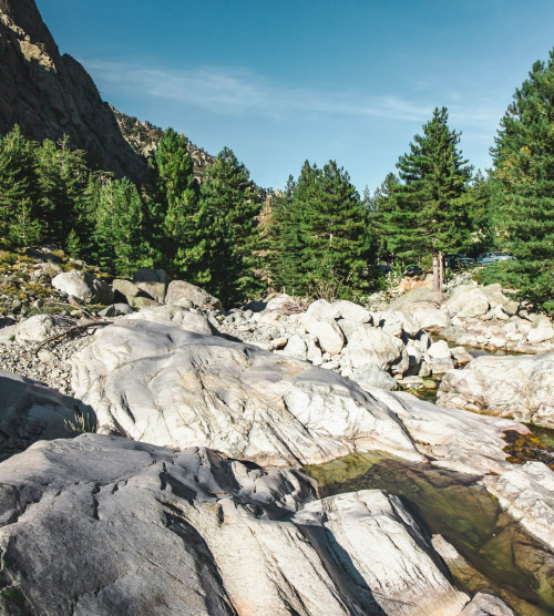 Rivière calme dans une forêt de sapins, idéal pour évasion et contemplation
