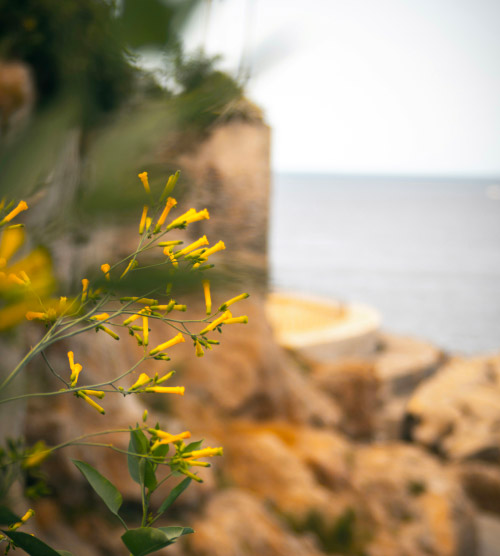 Fleurs jaunes s'épanouissant sur des rochers en bord de mer, créant une scène sereine et harmonieuse avec la mer méditerranéenne en toile de fond.