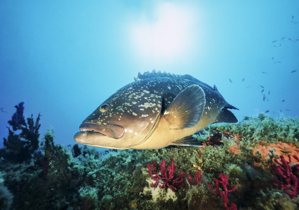 Dans un décor sous-marin coloré, un mérou évolue parmi des coraux vibrants dans les eaux claires de Corse.