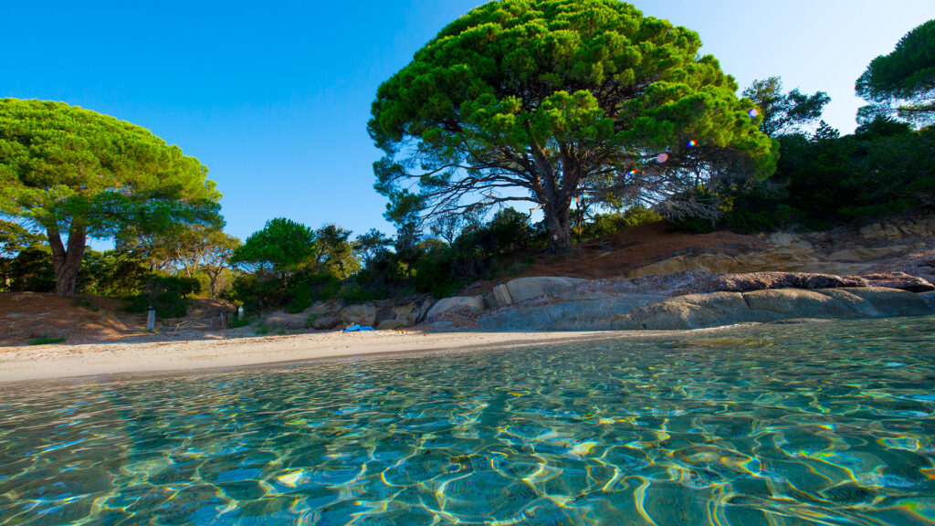 Plage corse pittoresque avec eau cristalline, ciel bleu et arbres majestueux, offrant une vue sereine et un havre de tranquillité naturelle.