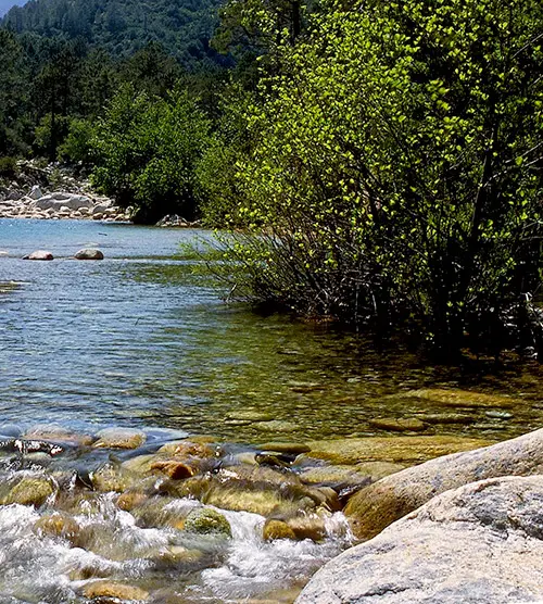 Photo d'une rivière claire entourée de verdure luxuriante et éclairée par le soleil, capturant l'harmonie et la tranquillité de la nature.