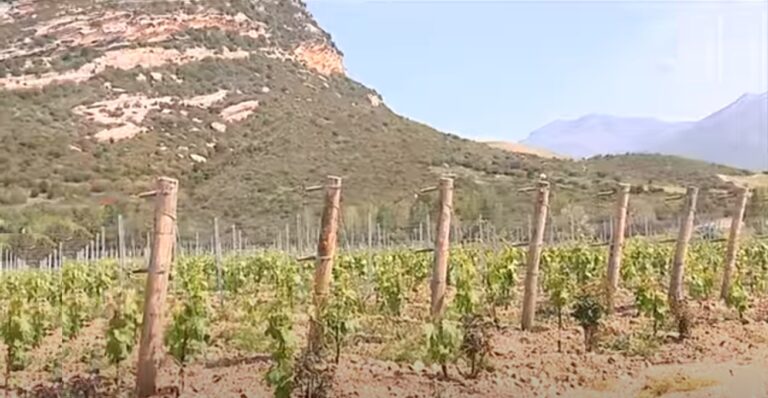 Paysage pittoresque des vignobles de Haute-Corse avec montagnes majestueuses et vignes verdoyantes, capturant l'essence de la beauté naturelle et du savoir-faire viticole.