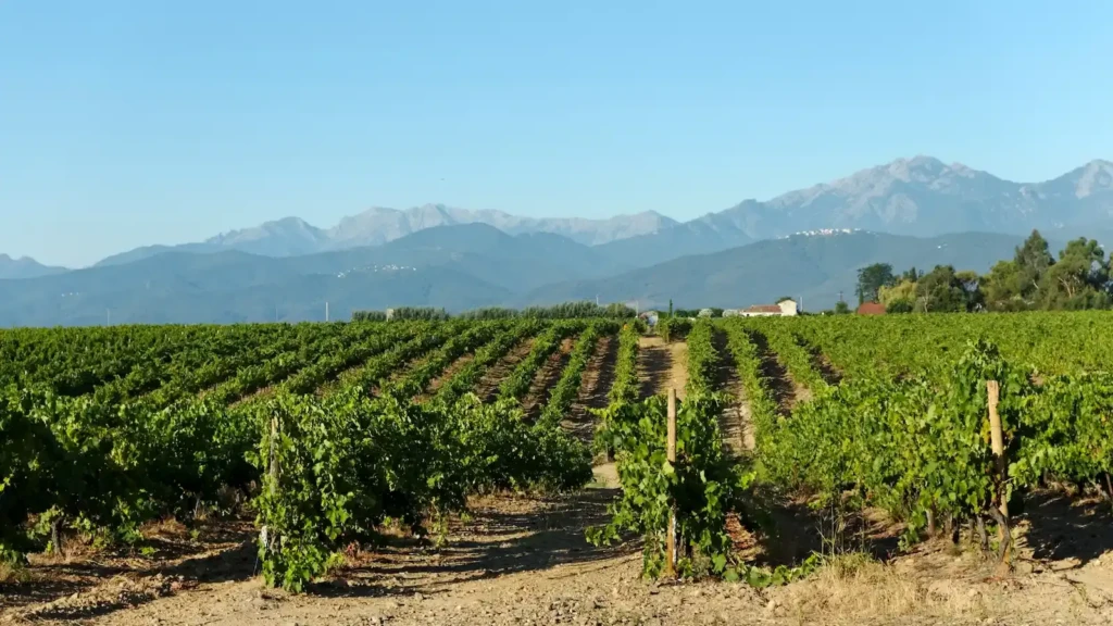 vignoble-aleria-domaine-viticole-corse Alignements de vignes verdoyantes d'un vignoble d'Aleria avec les montagnes corses se dessinant à l'horizon sous un ciel bleu azur.