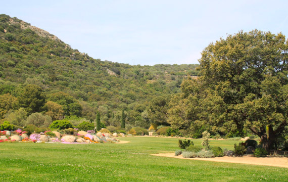 Un paysage montagneux avec un jardin floral et un arbre majestueux offrant une vue sereine et paisible sur la nature verdoyante.