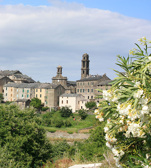 Cette image nous transporte dans un village corse paisible, où l'héritage culturel se mêle à la beauté florale, offrant un aperçu charmant d'une vie tranquille en milieu rural, entre ciel bleu et maisons anciennes.