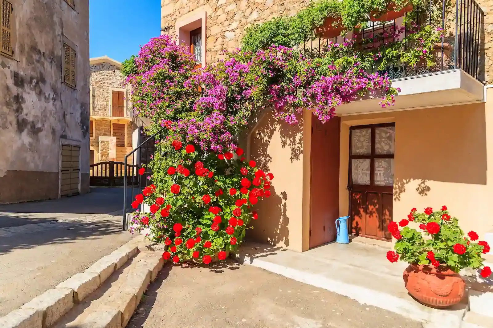 Une ruelle typique du village de Piana avec des bougainvilliers rose fuchsia et des géraniums rouges ornant une maison traditionnelle en pierre ocre. Le soleil illumine la façade, créant un contraste avec le ciel bleu vif de la côte ouest.