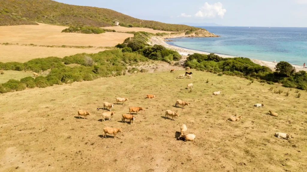 plage-de-tamarone-cap-corse Troupeau de vaches paisseant sereinement sur la plage de Tamarone au Cap Corse près des eaux turquoise.