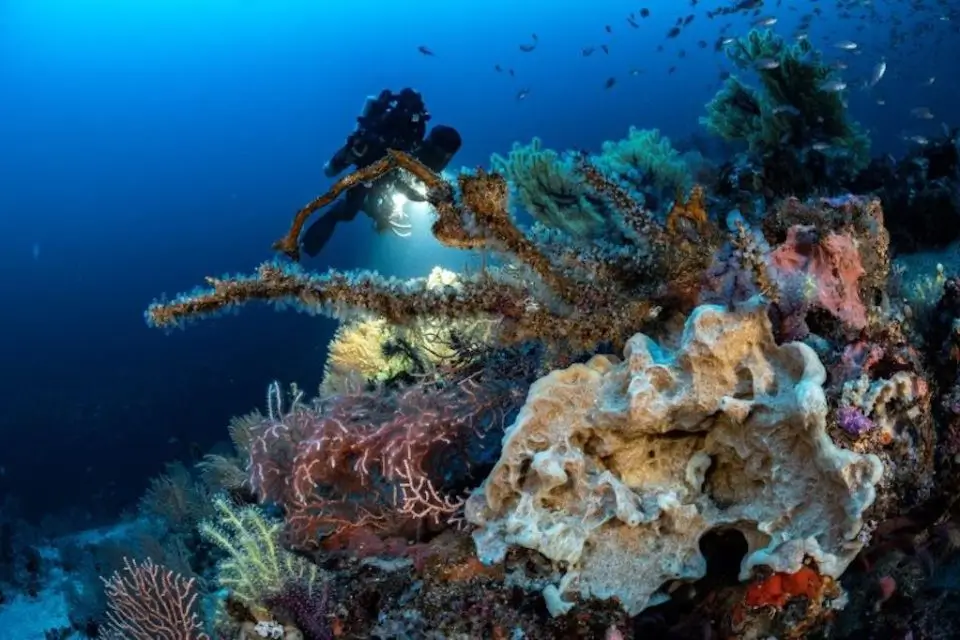 Faune et flore des Anneaux Corses, richesse sous-marine de Corse Faune et flore marine des Anneaux Corses, biodiversité exceptionnelle de Corse.