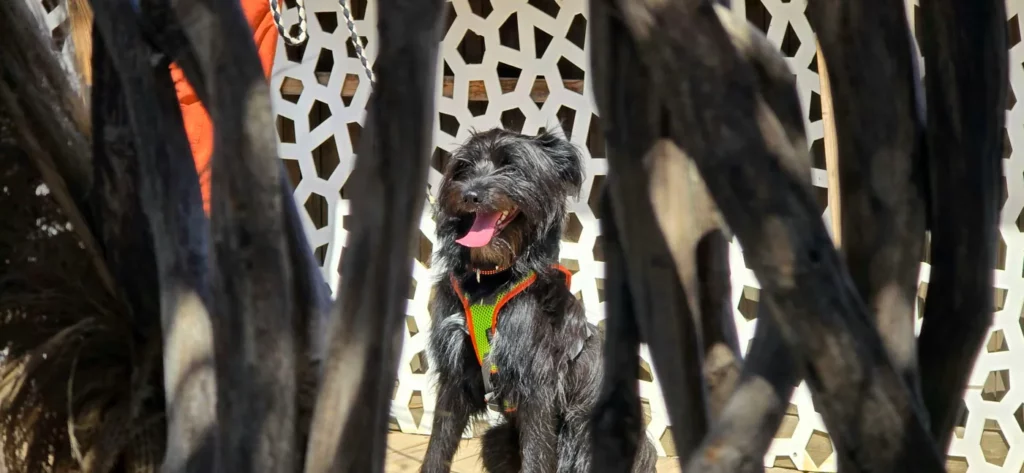 chien-vacances-camping-corse-qualidog Chien profitant de ses vacances dans un camping Corse labellisé Qualidog