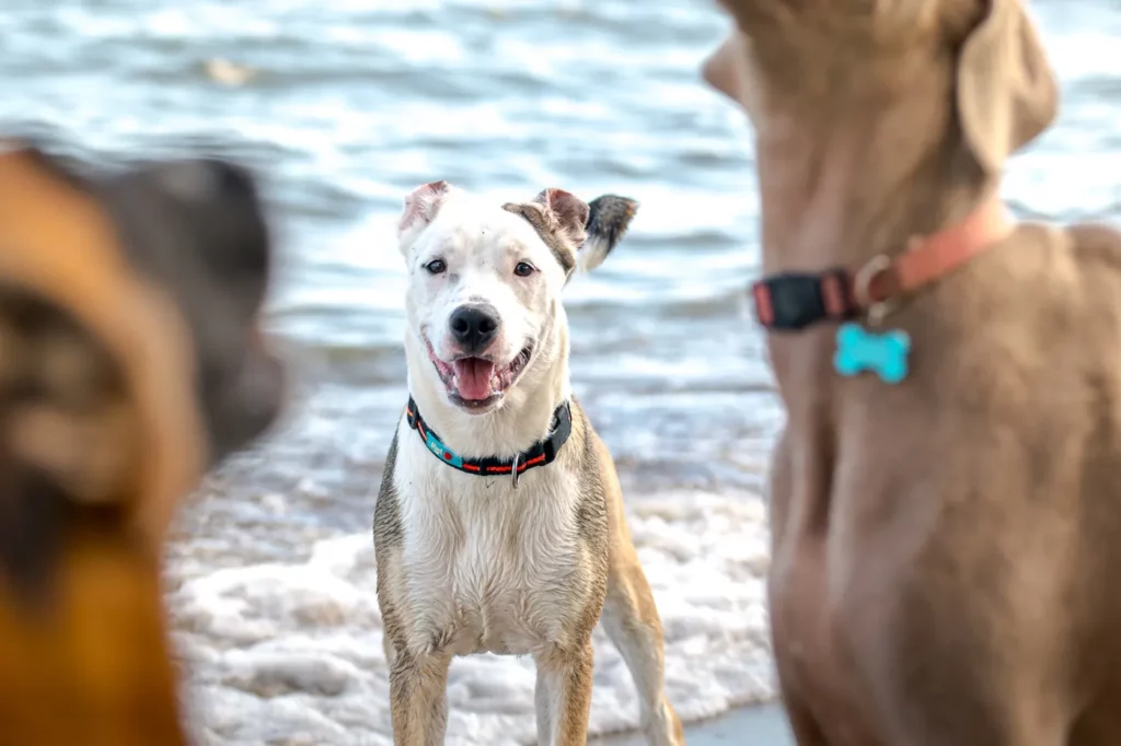 chiens-acceptes-camping-corse-qualidog Chiens sociables acceptés au camping Corse Qualidog