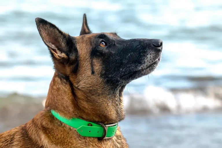 Chien heureux sur la plage d’un camping corse acceptant les chiens
