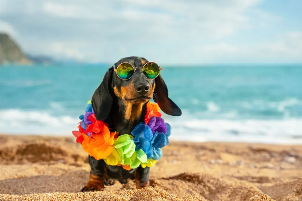 Viaggiare in Corsica con il cane: campeggi pet-friendly, regole e spiagge consentite