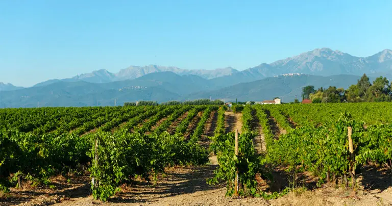 I vigneti di Aléria in Alta Corsica