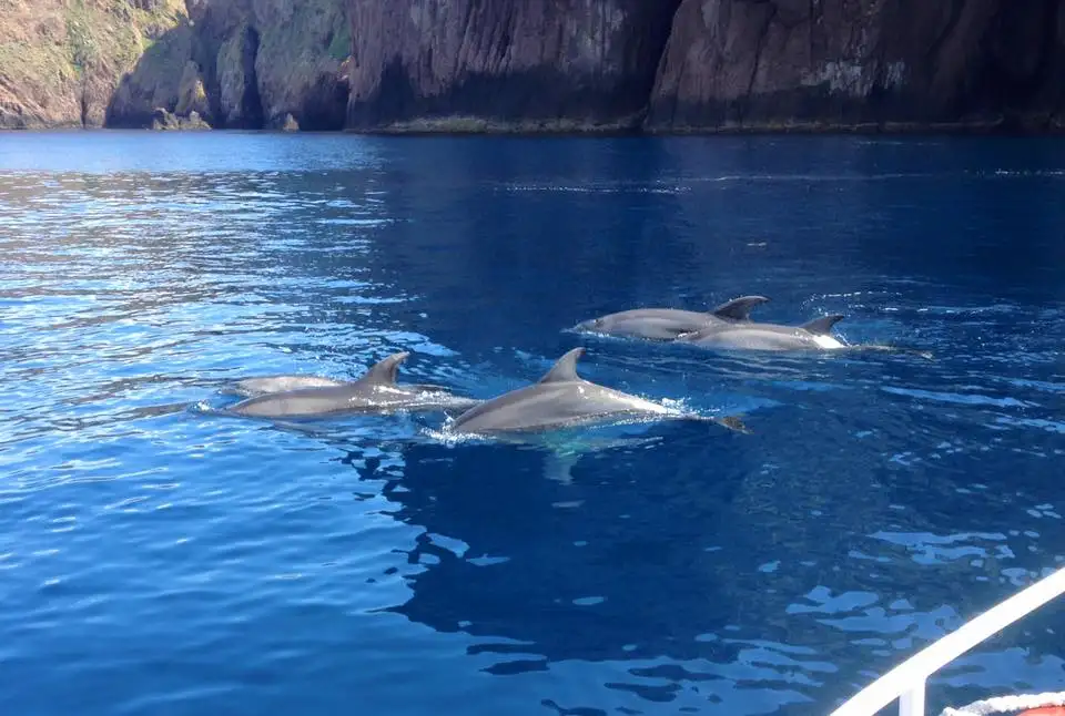 dauphin-crique-corse-calanque-piana-réserve-scandola-porto-linea Groupe de dauphins nageant dans les eaux bleues claires de la mer Méditerranée au large des falaises rocheuses de Porto en Corse.